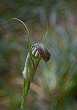 Pterostylis grandiflora Cobra Greenhood(b)